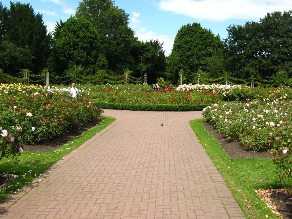 Rose Gardens in Regent's Park