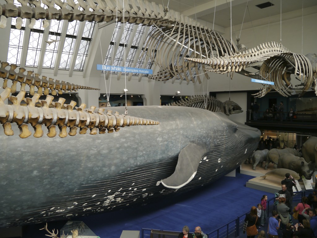 The Blue Whale in the Natural History Museum