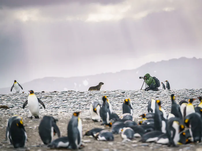 South Georgia, Salisbury Plain - 15 Stunning Photos for Those Curious About Antarctic Cruises - The Trusted Traveller