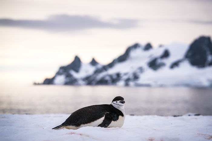 Antarctic Peninsula, Half Moon Island - 15 Stunning Photos for Those Curious About Antarctic Cruises - The Trusted Traveller
