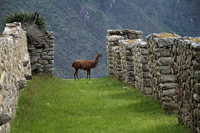 Travellers Wildlife Guides Peru