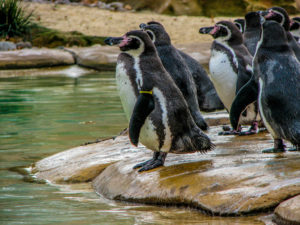 Penguins at the London Zoo - London: 60 Things to See & Do - The Trusted Traveller