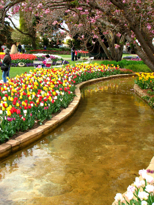 Bowral Gardens during tulip time