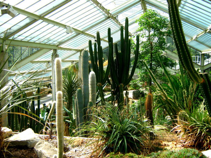 Cacti in the Princess of Wales Conservatory
