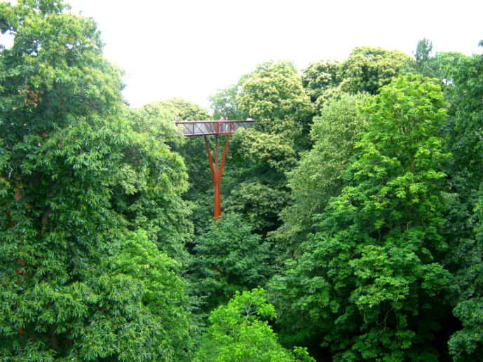 Treetop Walkway