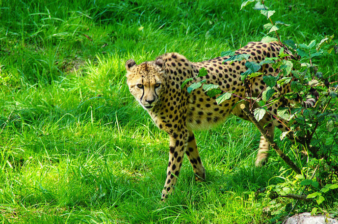 A Cheetah in the Berlin Zoo at the Tiergarten - Things to Do in Berlin
