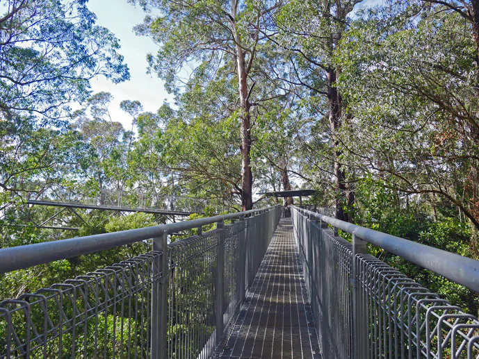 Walking out among the treetops - Visiting the Illawarra Fly Treetop Walk - The Trusted Traveller