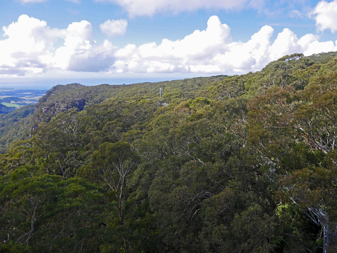 The view from the second cantilever - Visiting the Illawarra Fly Treetop Walk - The Trusted Traveller