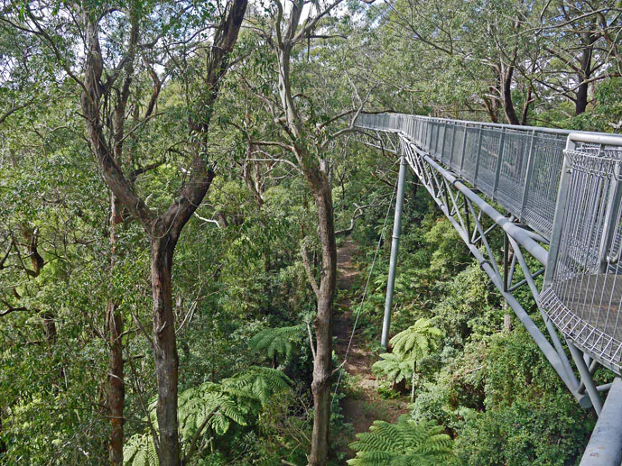 The steel walkway of the Illawarra Fly Treetop Walk- The Trusted Traveller