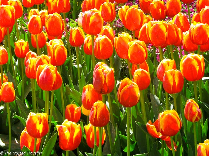 Mass planted tulips on display at Tulip Time - Things to Do in The Southern Highlands - The Trusted Traveller