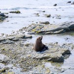A seal enjoying the sunshine on the rocks at the Fyfe Quay Seal Colony - Driving from Christchurch to Marlborough - The Trusted Traveller