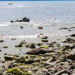 A seal lazing in the sunshine on the rocks at the Fyfe Quay Seal Colony - Driving from Christchurch to Marlborough - The Trusted Traveller
