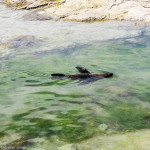 A seal pup having a swim in one of the sheltered rock pools at the Fyfe Quay Seal Colony - Driving from Christchurch to Marlborough - The Trusted Traveller