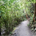 The path leading to the Ohau Stream Waterfall - Driving from Christchurch to Marlborough - The Trusted Traveller