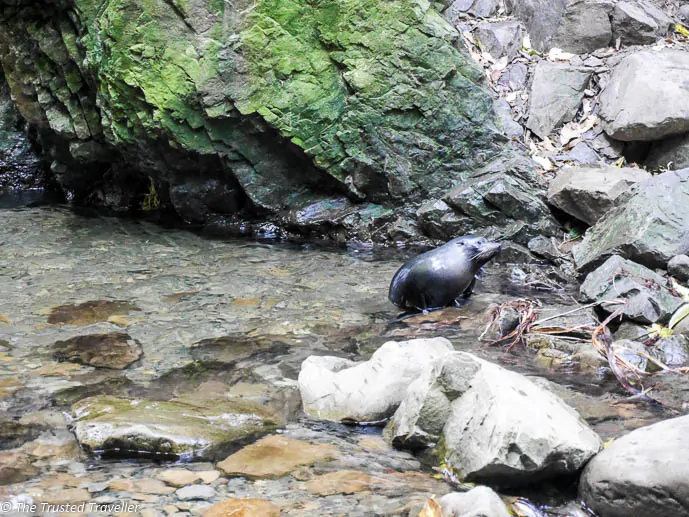 An inquisitive seal pup venturing out of the water at the Ohau Stream Waterfall - Driving from Christchurch to Marlborough - The Trusted Traveller