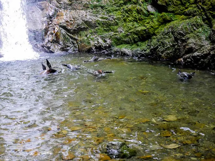 Seal pups playing in the water beneath the Ohau Stream Waterfall - Driving from Christchurch to Marlborough - The Trusted Traveller