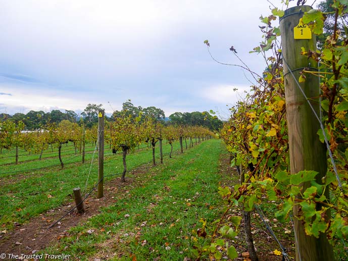 Joadja Vineyard - Things to Do in The Southern Highlands - The Trusted Traveller