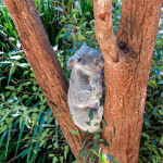 Koala's at Taronga Zoo