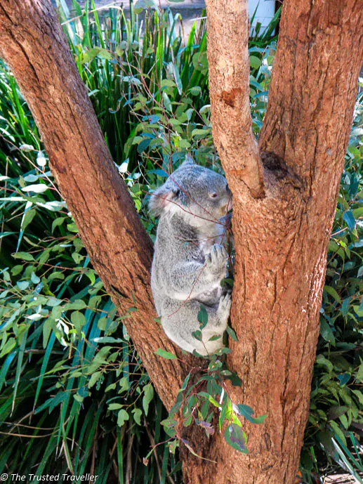 Koala's at Taronga Zoo