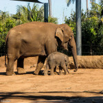 Asian Elephant's at Taronga Zoo