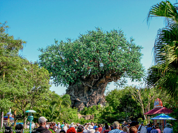 Disney's Animal Kingdom - Guide to the Orlando Theme Parks - The Trusted Traveller