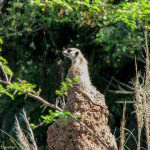 A curious meercat at Disney's Animal Kingdom - Guide to the Orlando Theme Parks - The Trusted Traveller