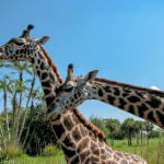 Giraffe on safari at Disney's Animal Kingdom - Guide to the Orlando Theme Parks - The Trusted Traveller