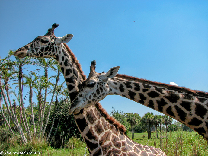 Giraffe on safari at Disney's Animal Kingdom - Guide to the Orlando Theme Parks - The Trusted Traveller