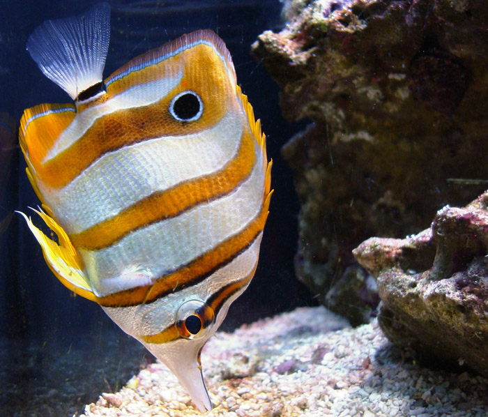 Tropical fish in the Sydney Aquarium