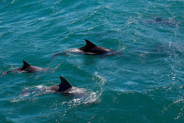 A pod of Dolphins in Jervis Bay - The Trusted Traveller