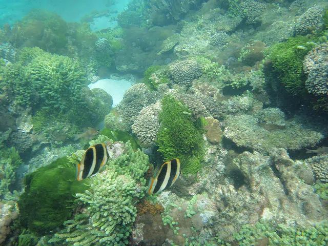 Lord Howe Island marine park - Top 6 Places To Snorkel In Australia - The Trusted Traveller