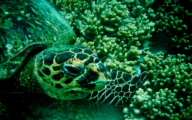 Turtle at Turquoise Bay - Top 6 Places To Snorkel In Australia - The Trusted Traveller
