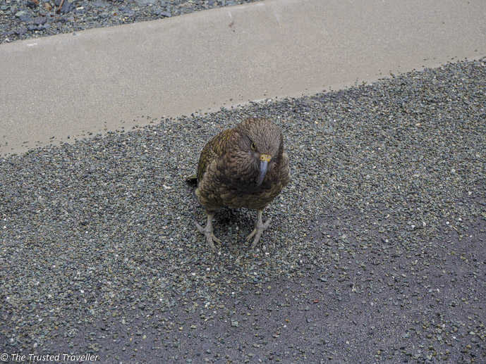A cheeky kea bird waiting for us a the Homer Tunnel - Our Journey to Milford Sound - In Photos - The Trusted Traveller
