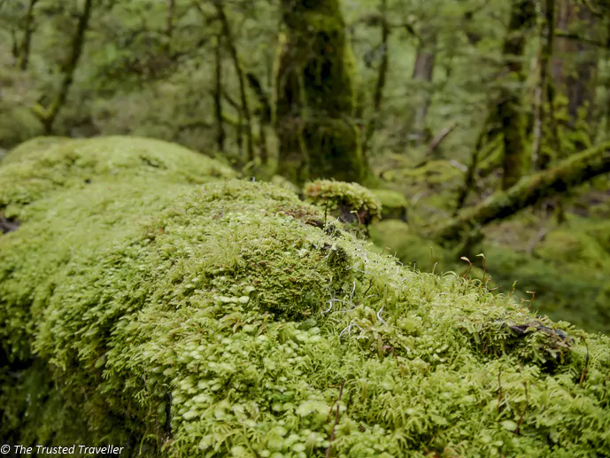 Everything covered in moss on the Lake Gunn Nature Walk - Our Journey to Milford Sound - In Photos - The Trusted Traveller