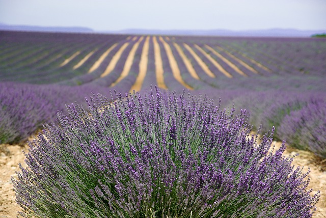 Lavender fields in Provence - The Best of France: A Two Week Itinerary - The Trusted Traveller