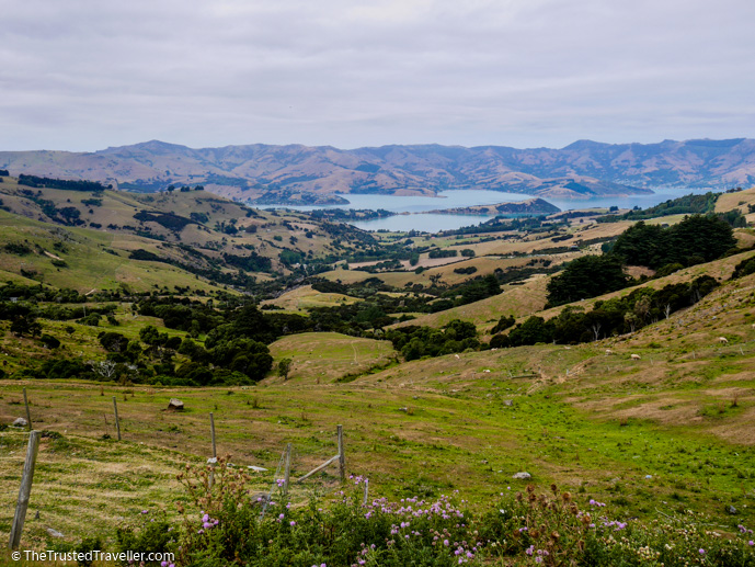 The view from Hilltop looking down over Akaroa Harbour - What to See on a Day Trip to Akaroa from Christchurch - The Trusted Traveller