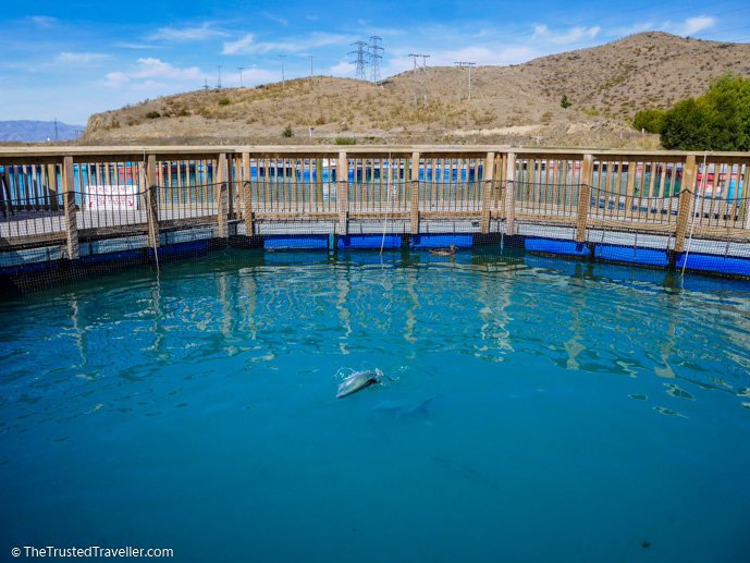 Salmon leaping out of the water for food at the High Country Salmon Farm near Twizel - Things to Do in New Zealand's Mackenzie Basin - The Trusted Traveller