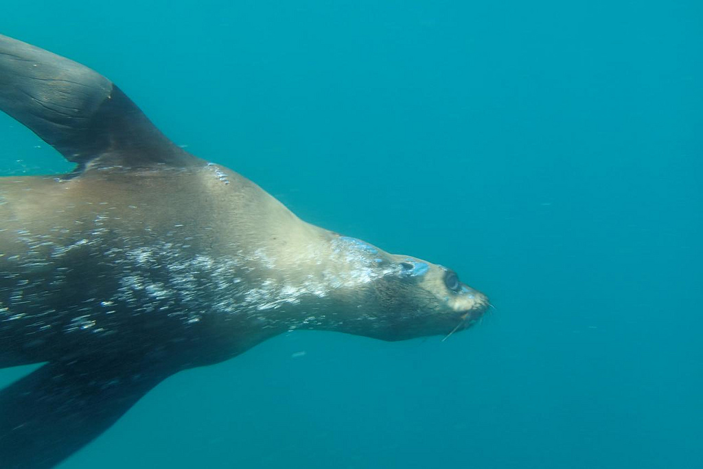 Swimming with Seals on Montague Island - The Trusted Traveller