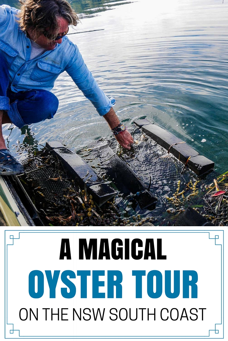 Sponge pulling an oyster bag from the water - A Magical Oyster Tour on the NSW South Coast - The Trusted Traveller