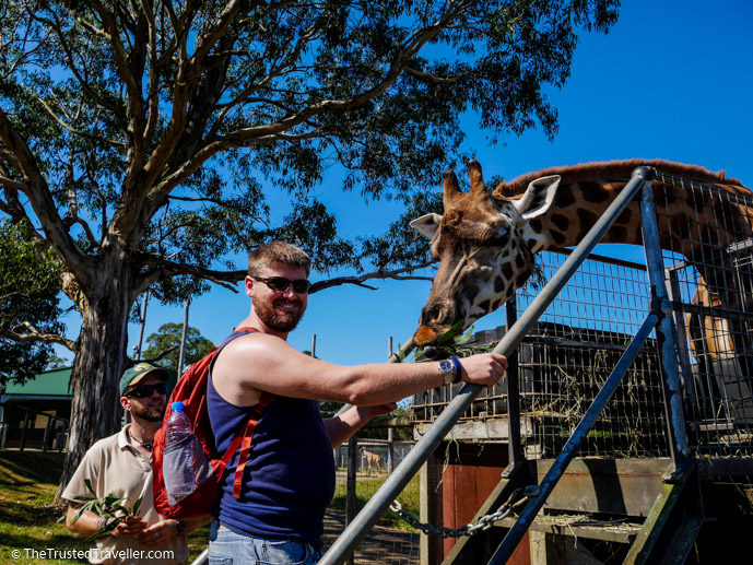 Feeding a giraffe at Mogo Zoo - Things to Do in Eurobodalla on the NSW South Coast - The Trusted Traveller