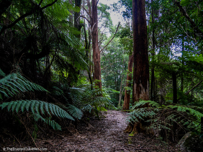 Walking through the rainforest to the top of Mt Dromedary - Things to Do in Eurobodalla on the NSW South Coast - The Trusted Traveller