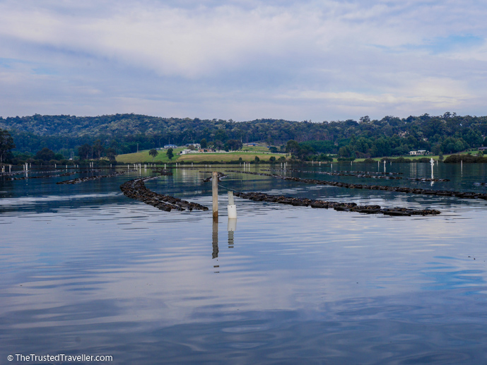 Oyster leases in the Pambula Lake - A Magical Oyster Tour on the NSW South Coast - The Trusted Traveller