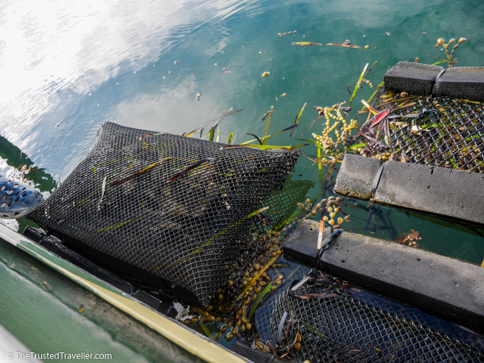 An oyster bag full of oysters - A Magical Oyster Tour on the NSW South Coast - The Trusted Traveller