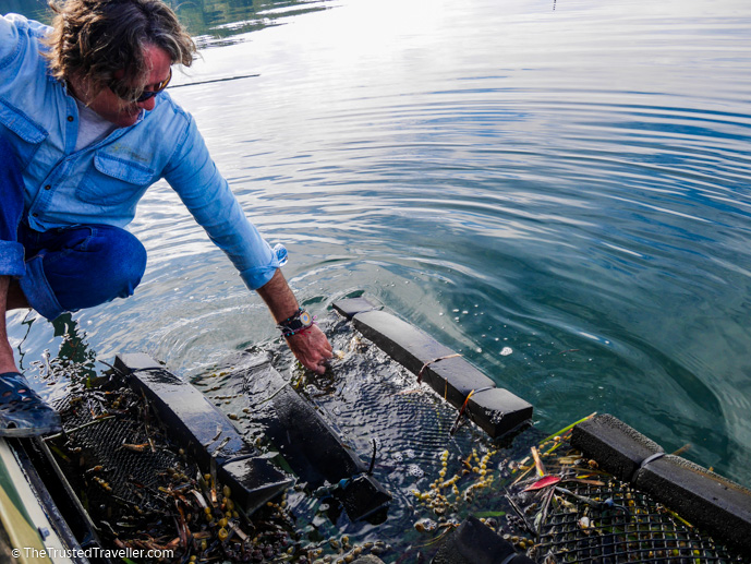 Sponge pulling an oyster bag from the water - A Magical Oyster Tour on the NSW South Coast - The Trusted Traveller