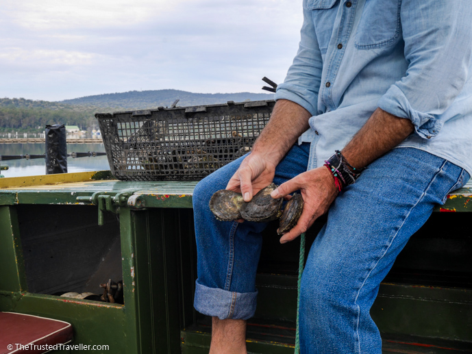 Angasi oysters - A Magical Oyster Tour on the NSW South Coast - The Trusted Traveller