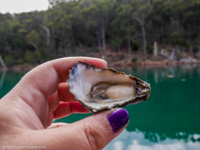 A sweet and fresh Sydney Rock Oyster - A Magical Oyster Tour on the NSW South Coast - The Trusted Traveller