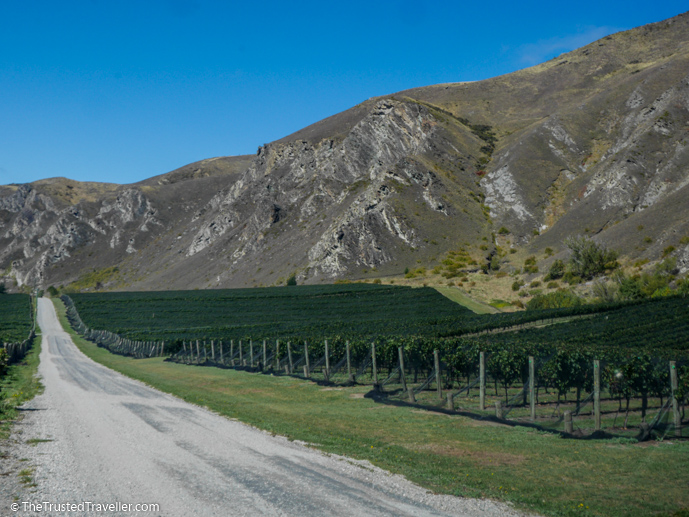 VIneyards with a mountain backdrop - Self Guided Wine Tour of the Gibbston Valley, New Zealand - The Trusted Traveller
