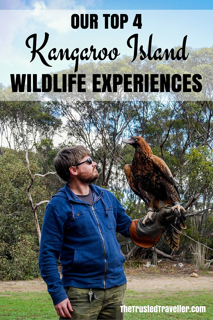 One of the extra experiences you can do at the Raptor Domain on Kangaroo Island in Australia is hold Tilka the Wedge-tailed Eagle - Our Top 4 Kangaroo Island Wildlife Experiences - The Trusted Traveller