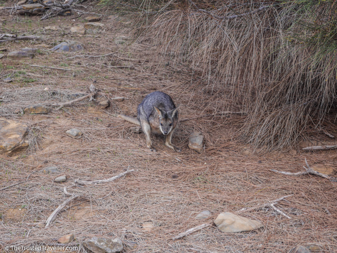 Be on the look out when driving around the island for wildlife like the tammar wallaby - How to Get to Kangaroo Island (plus the best ways to get around) - The Trusted Traveller