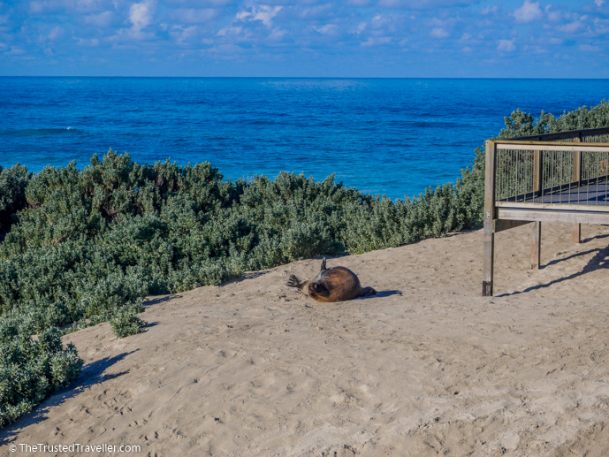 One of the big Sea Lion bulls have a scratch in the sand right by the boardwalk - Our Top 4 Kangaroo Island Wildlife Experiences - The Trusted Traveller